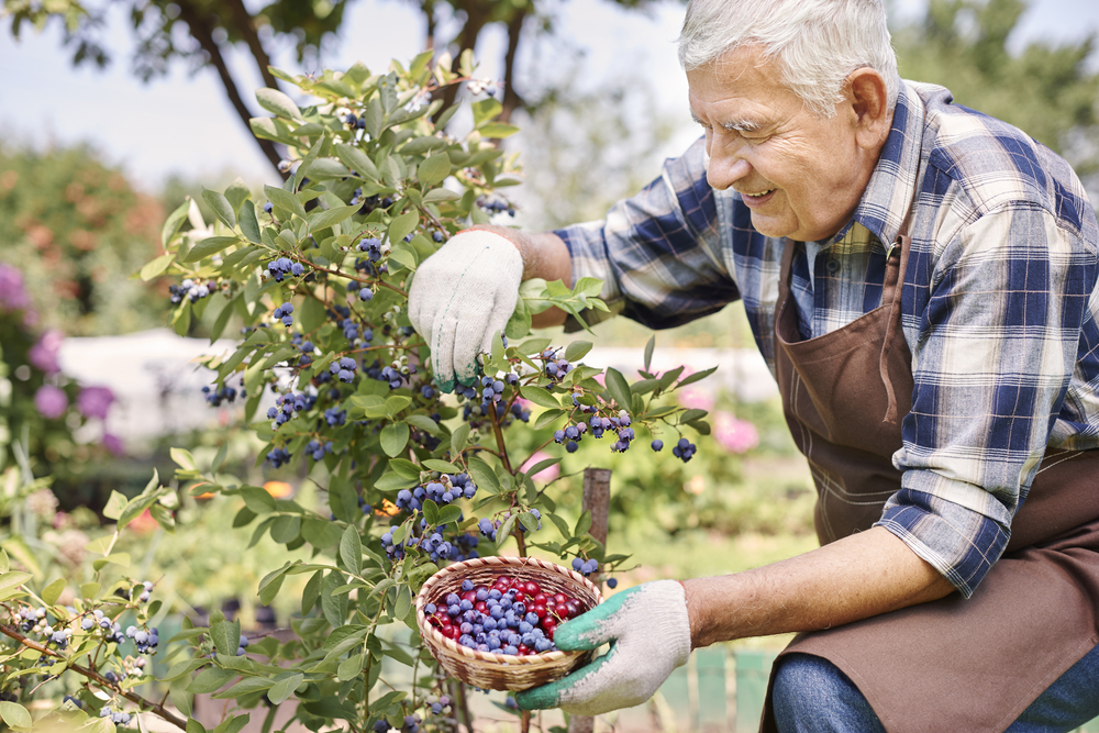 altr="senior citizens and blueberries"