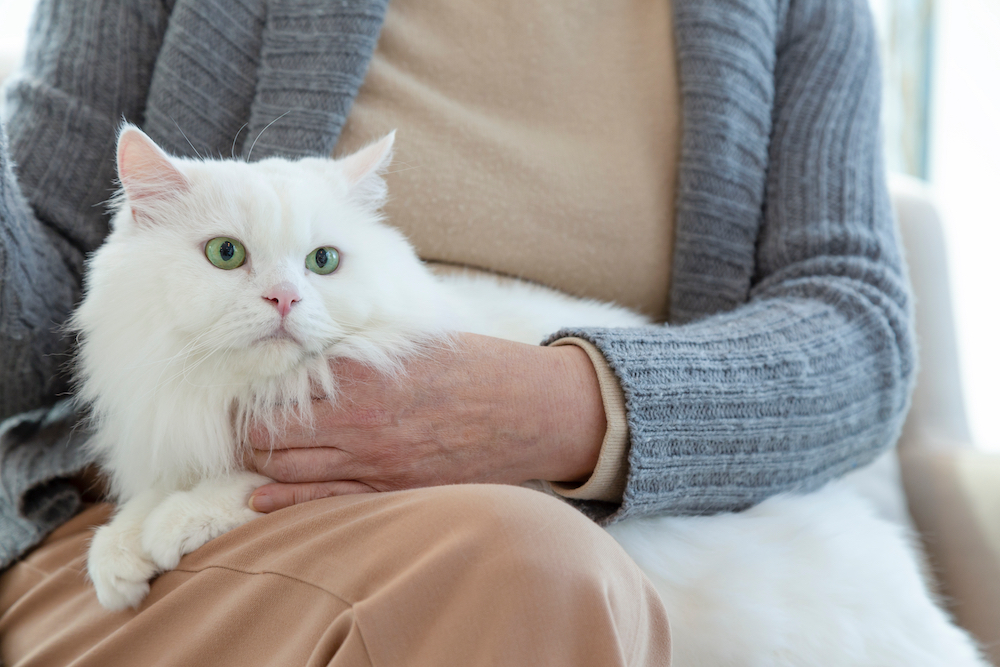 A senior woman sits with a snow white cat on her lap.
