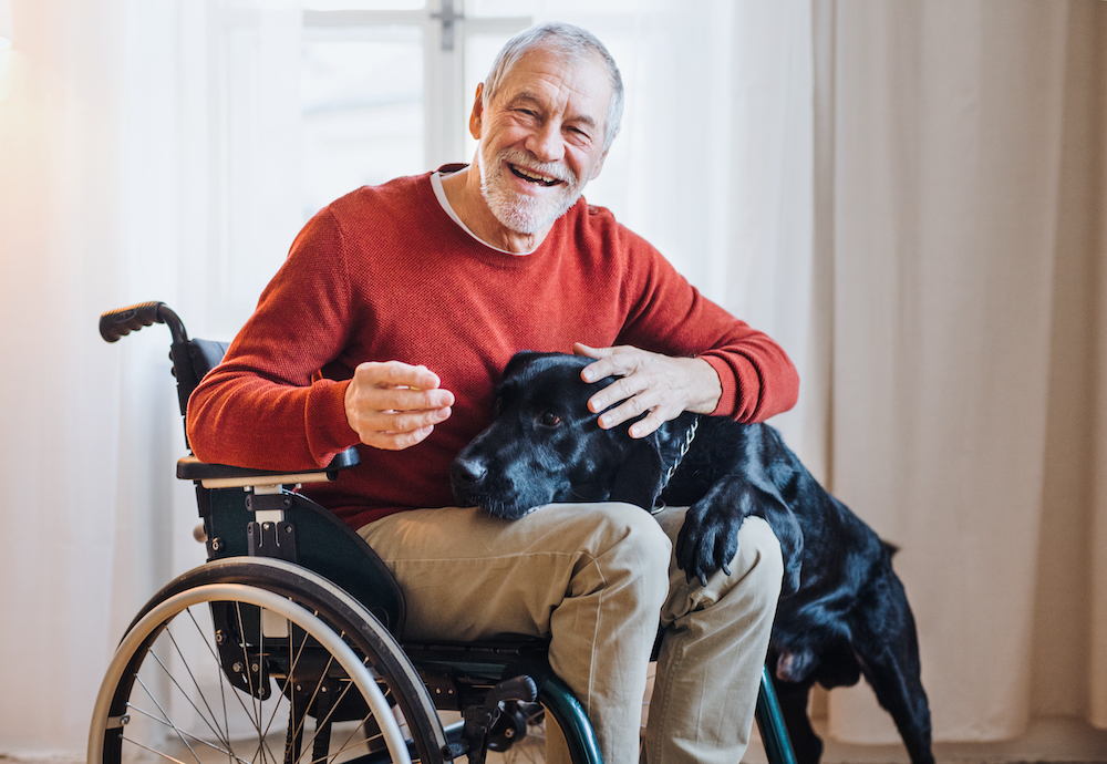 A senior man in a wheelchair pets his black lab dog