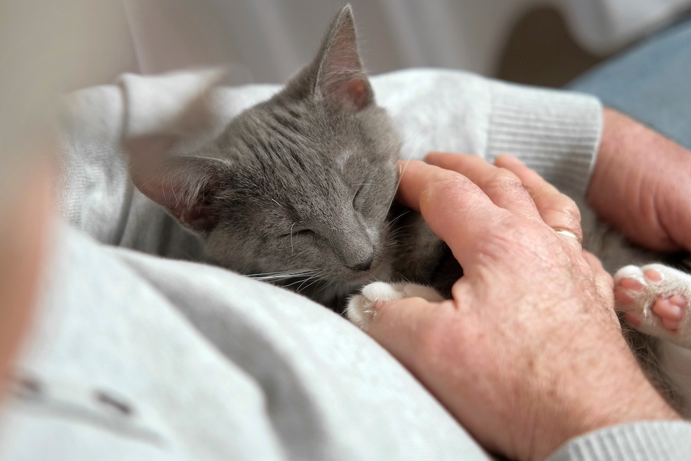 A senior man sits and pets a gray cat